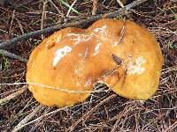 Suillus pungens image