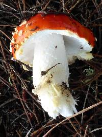 Amanita muscaria image