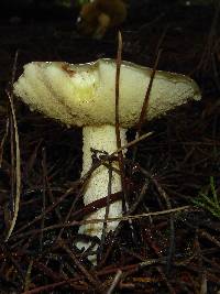 Suillus pungens image