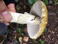 Amanita phalloides image