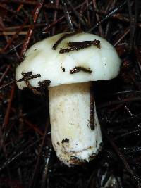 Suillus pungens image