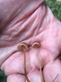 Mycena californiensis image