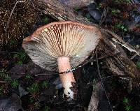 Lactarius xanthogalactus image