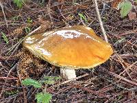 Suillus pungens image