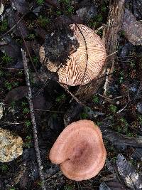 Lactarius xanthogalactus image