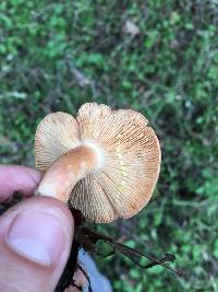 Lactarius xanthogalactus image