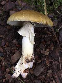 Amanita phalloides image