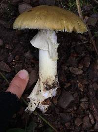 Amanita phalloides image