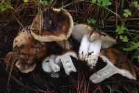 Russula cerolens image