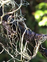 Ramalina menziesii image