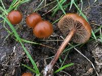 Psilocybe coprophila image