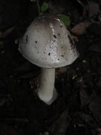 Volvariella gloiocephala image