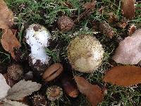 Amanita phalloides image