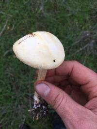 Agrocybe putaminum image