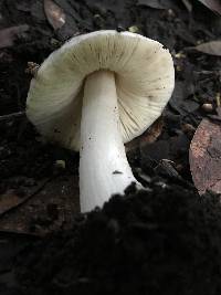 Volvariella gloiocephala image