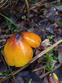 Hygrocybe singeri image