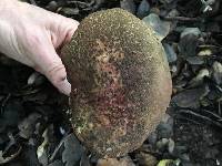 Boletus chrysenteron image