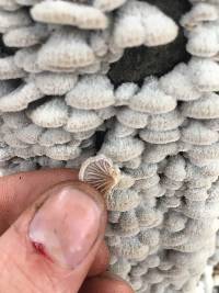 Schizophyllum commune image