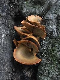 Omphalotus olivascens image