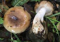 Russula cerolens image