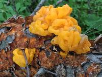 Tremella aurantia image