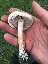 Agrocybe putaminum image