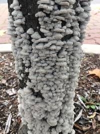 Schizophyllum commune image