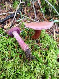 Laccaria amethysteo-occidentalis image