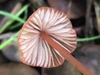 Mycena californiensis image