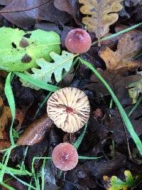 Marasmius plicatulus image