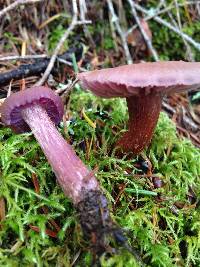 Laccaria amethysteo-occidentalis image