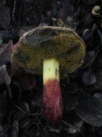 Boletus chrysenteron image