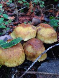 Hypholoma fasciculare image