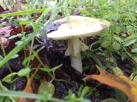 Amanita phalloides image