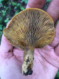 Omphalotus olivascens image