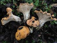 Cantharellus californicus image