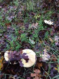 Amanita phalloides image