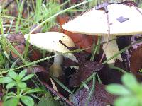 Amanita phalloides image