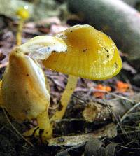 Hygrocybe psittacina var. psittacina image