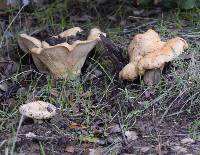 Lactarius alnicola image