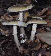 Amanita phalloides image