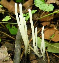 Clavaria fragilis image