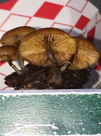 Galerina marginata image