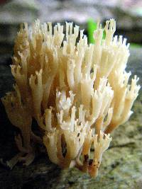 Artomyces pyxidatus image