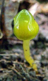 Hygrocybe psittacina var. psittacina image