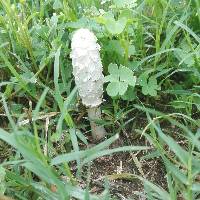 Coprinus comatus image