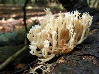 Artomyces pyxidatus image