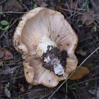 Lactarius alnicola image