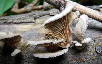 Schizophyllum commune image