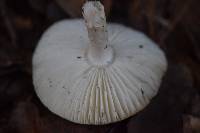 Amanita phalloides image